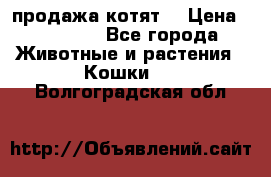 продажа котят  › Цена ­ 15 000 - Все города Животные и растения » Кошки   . Волгоградская обл.